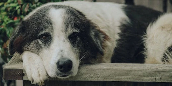 Tips to Prevent My Dog From Getting Sick