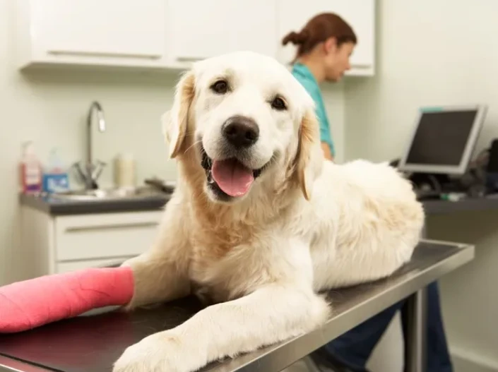 Understanding Pet Euthanasia: A Compassionate Goodbye