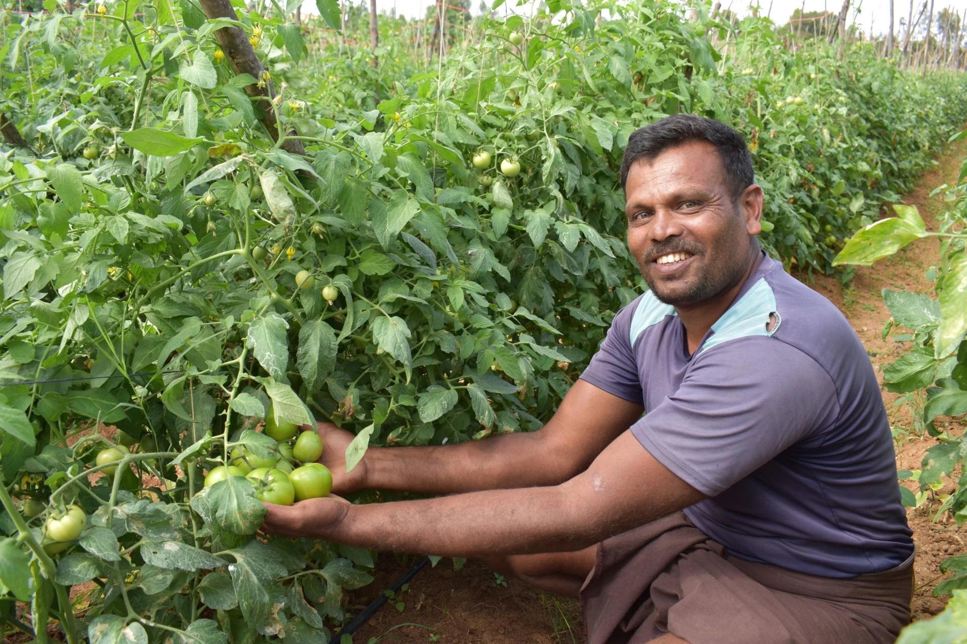 Decoding Soil Health and Management for Better Crop Yields 