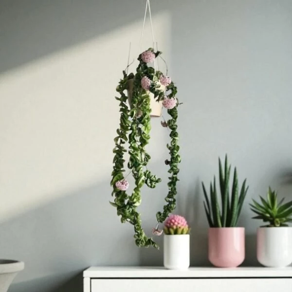 Discover the Charm of Hoya and Indoor Plants with Plantshub