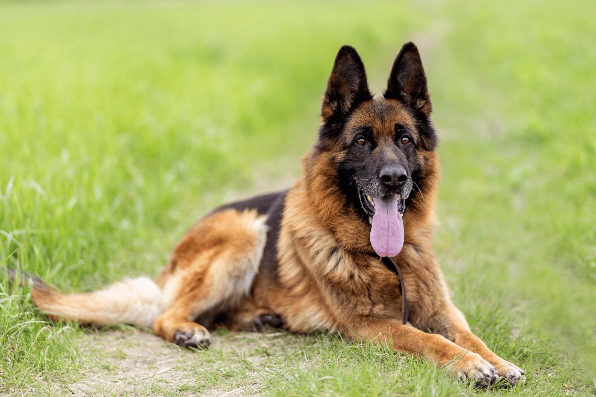 German Shepherd Guide
