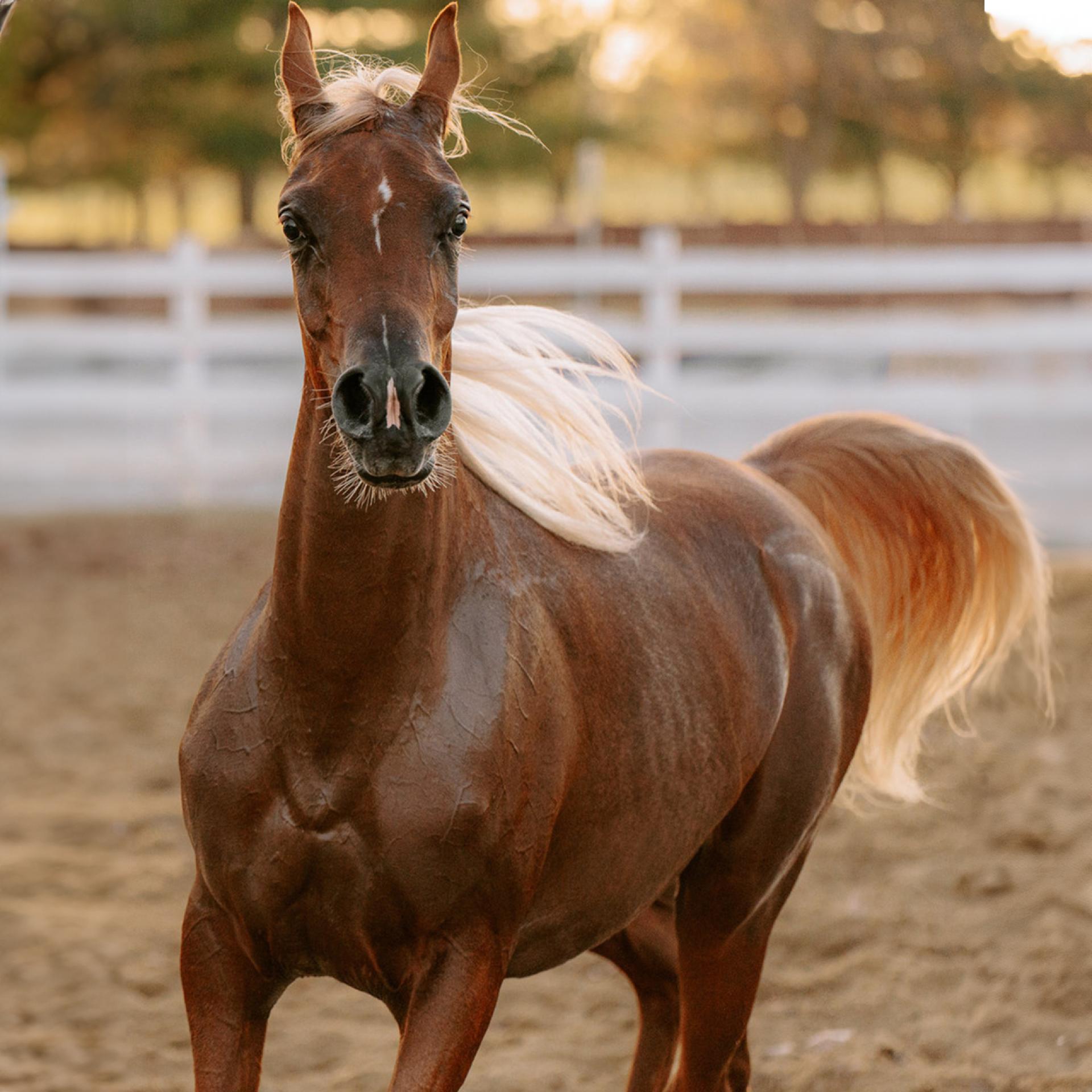 Title: The Timeless Grace of Arabian Horses: A Legacy Preserved at Al Ameera Stud