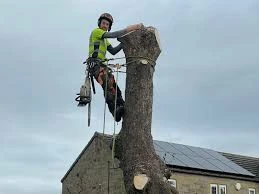 Tree Surgeon Swindon: What Services Do You Really Need