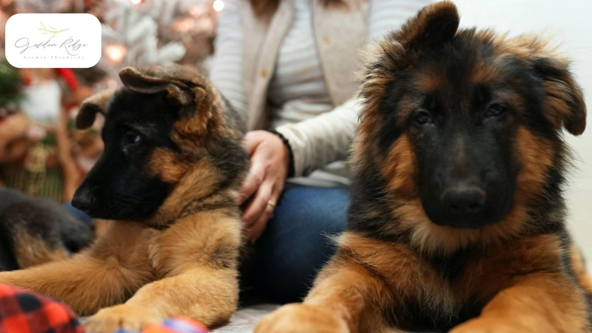 Why Are German Shepherd Puppies in Maryland Always in High Demand?
