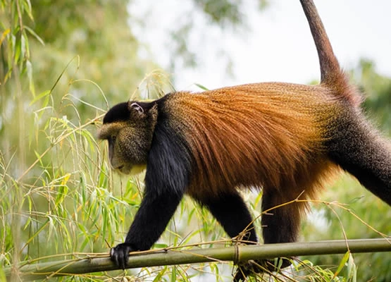 Experience Rwanda’s Wild Beauty with Expertly Crafted Safari Packages