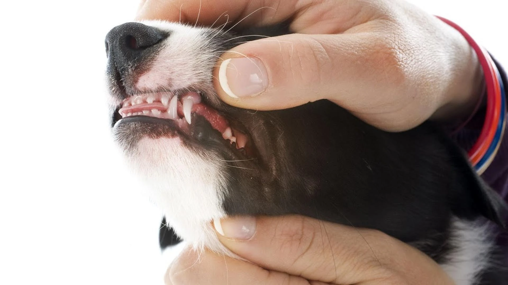 Puppy Teething: What to Expect and How to Help