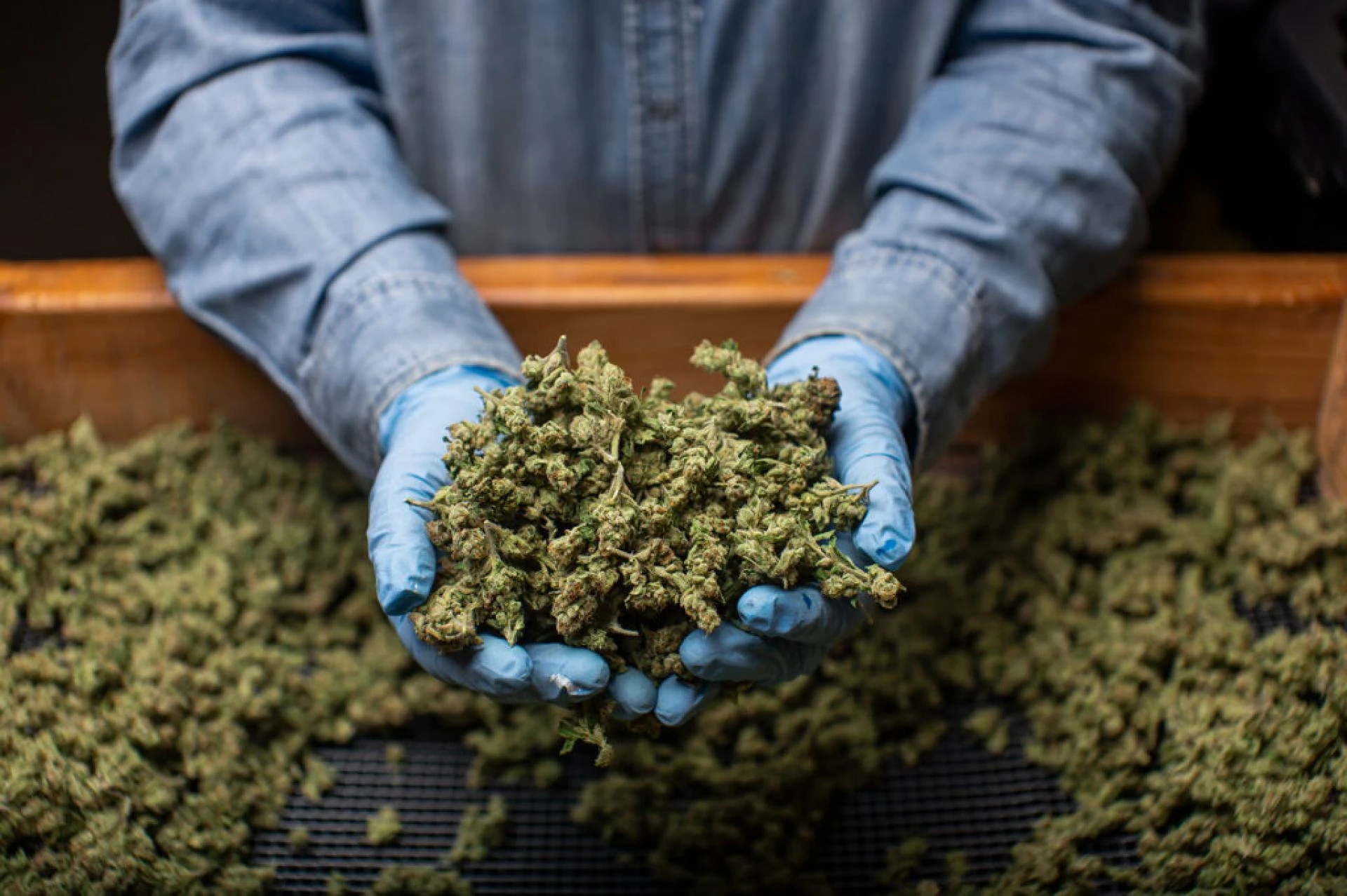 What is Cannabis? A Complete Beginner’s Guide