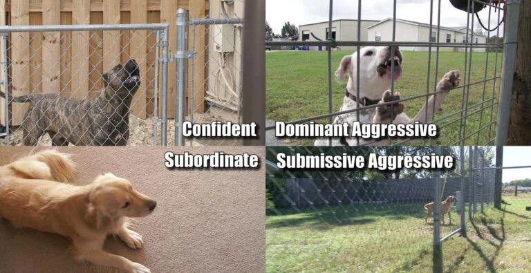 Package Carrier Dog Bite Prevention Guide