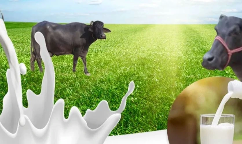 Why WellHealthOrganic Buffalo Milk Should Be Your Go-To Dairy Choice