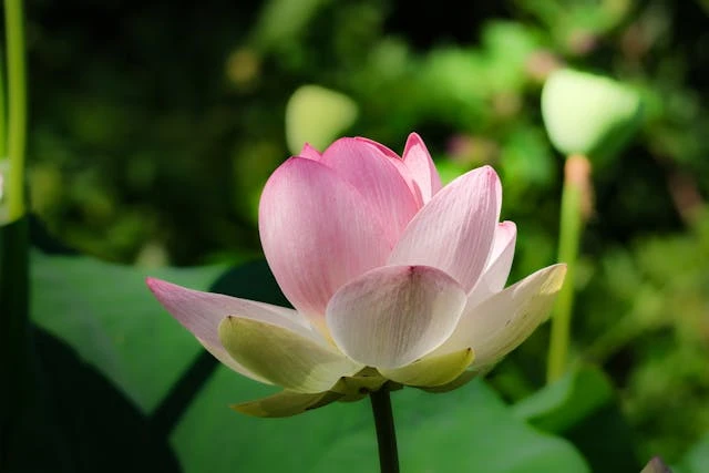 The Art of Slowing Down: Simple Ways to Live More Intentionally