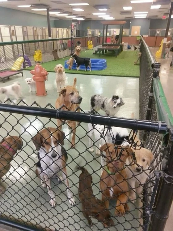 Is Your Puppy Ready for a Full Day of Supervised Social Play