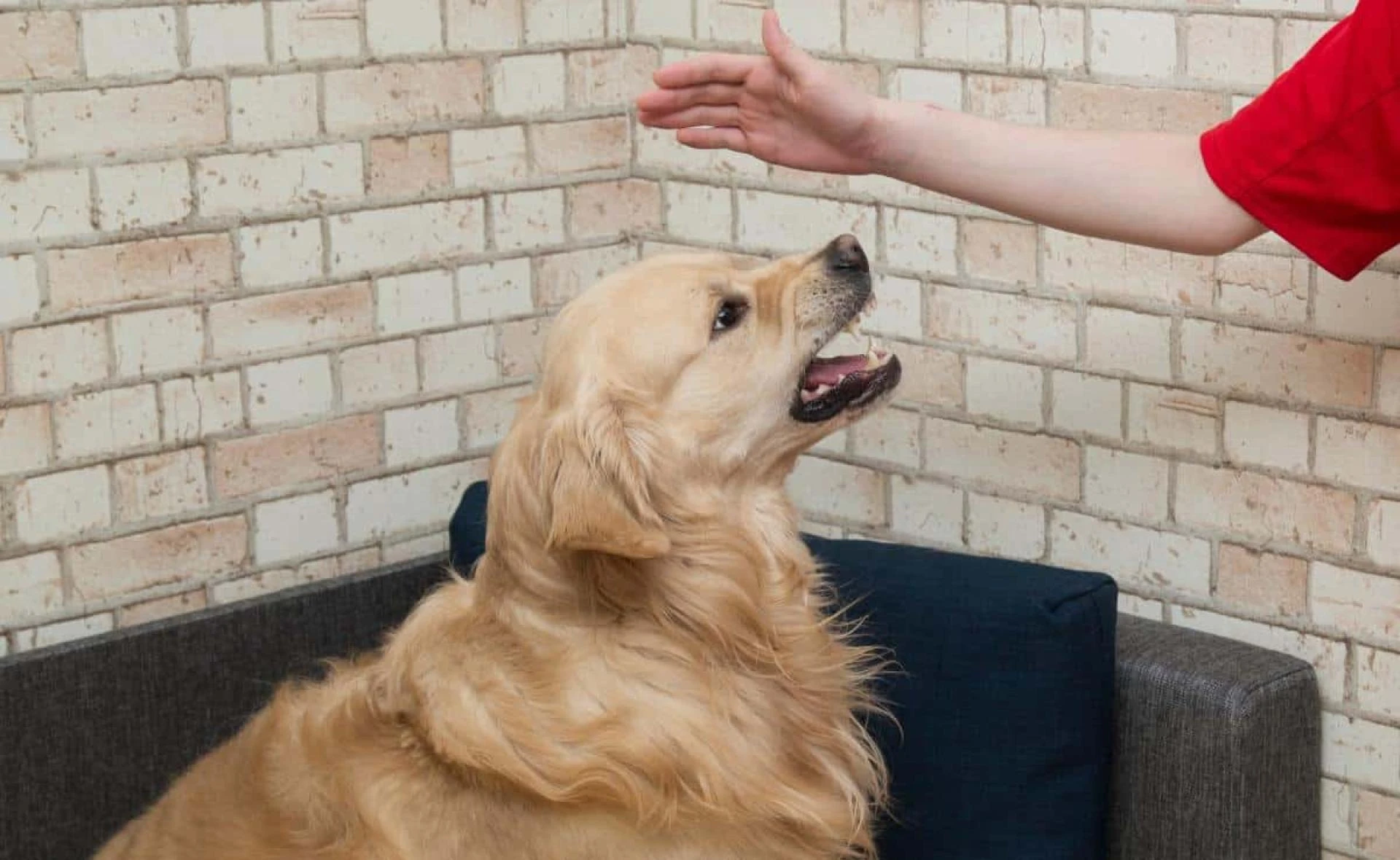Aggressive Dog Training: Help Your Dog Become Calm and Confident