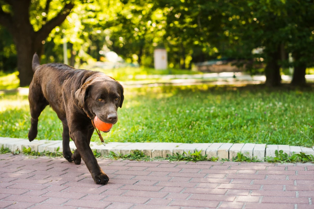 Top 7 Dog Balls That Combine Fun and Durability