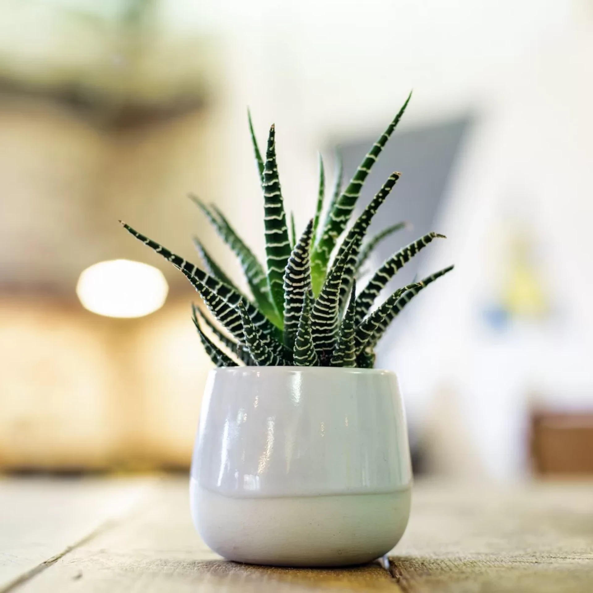 Discover the Beauty and Benefits of Fruit Plants and Haworthia with Plantshub