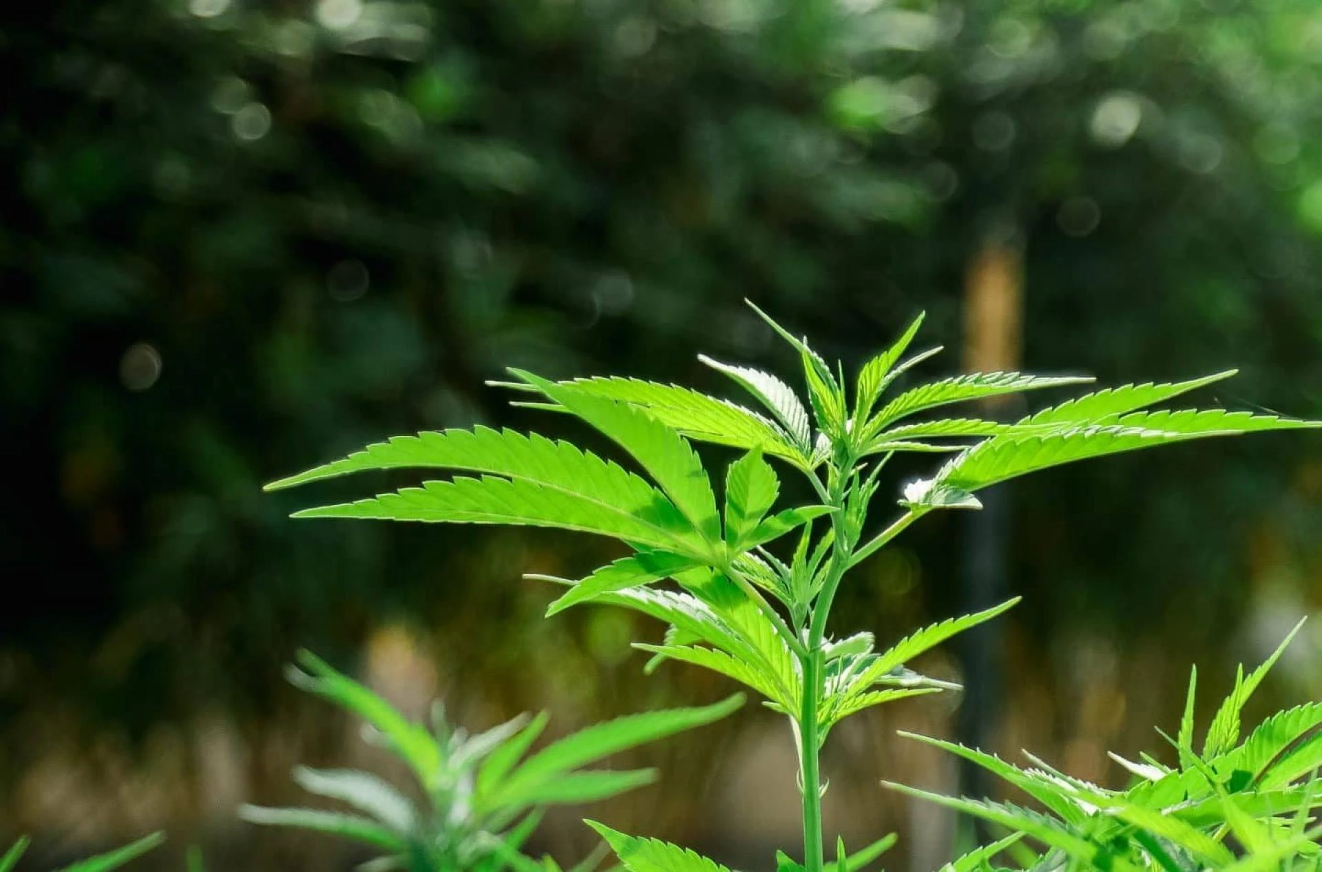 High-Quality Cannabis Equipment and Used Extraction Gear for Sale