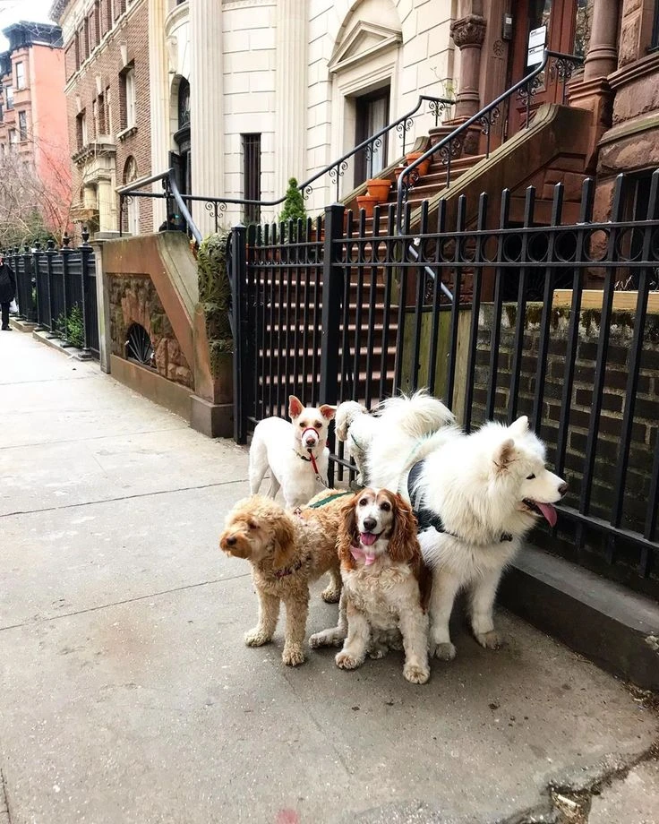 Walks That Make Dogs Happier in a Busy City