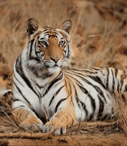 How Do Tiger Safaris in India Support Conservation Efforts