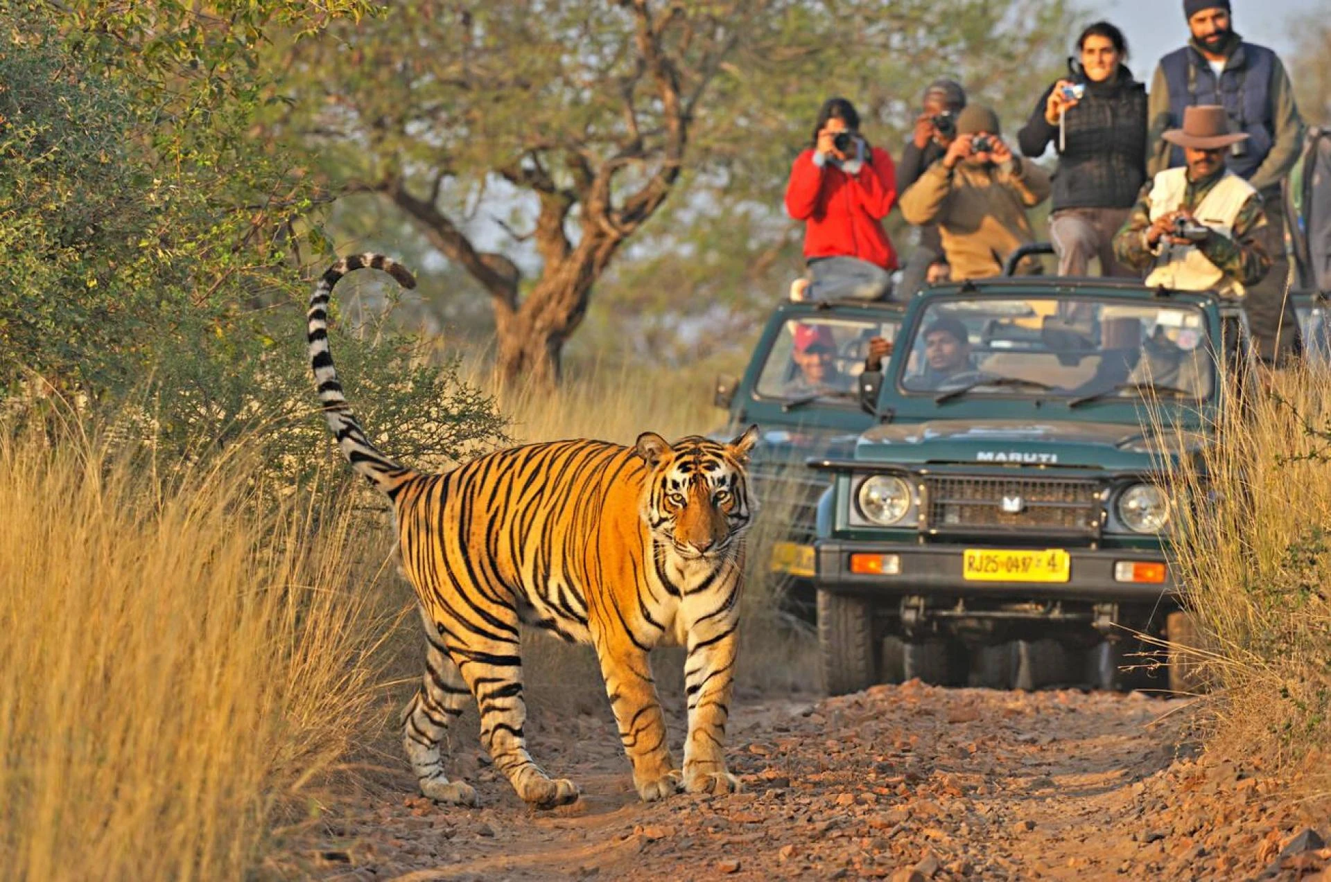 Top 10 Places for Wildlife Safaris in India