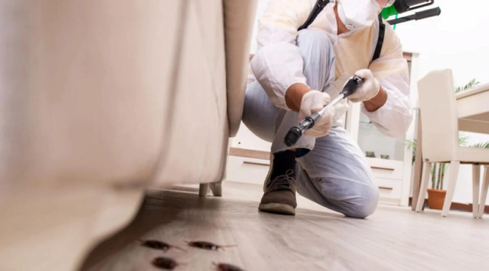 How Weather Affects Pest Control Needs in Cleveland?