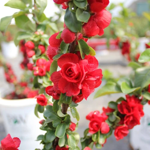 Perennial Flowers for Sale - Bring Your Garden to Life All Year