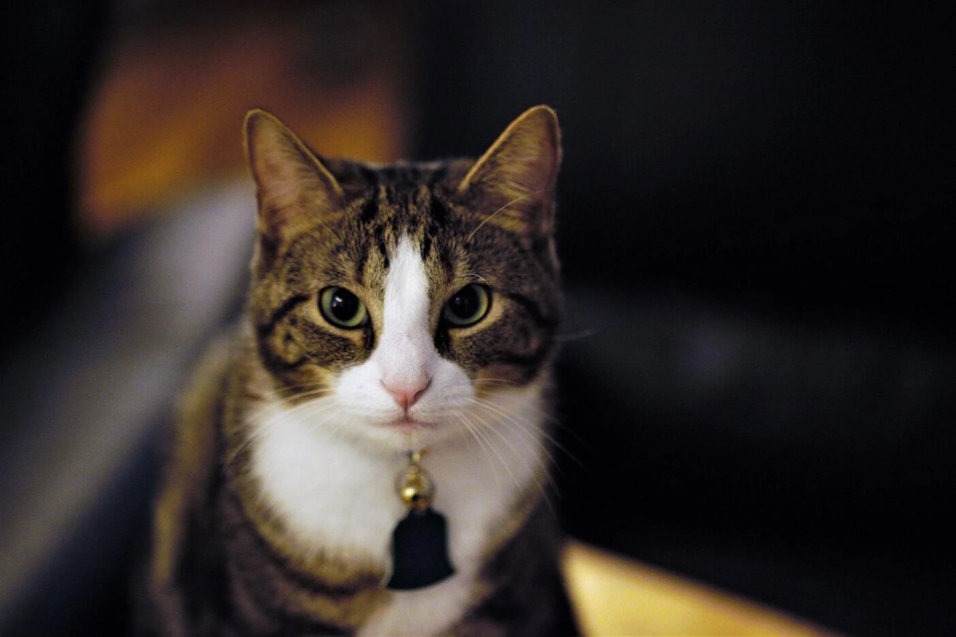 The Ultimate Guide to Choosing the Perfect Cat Collar for Indoor and Outdoor Cats