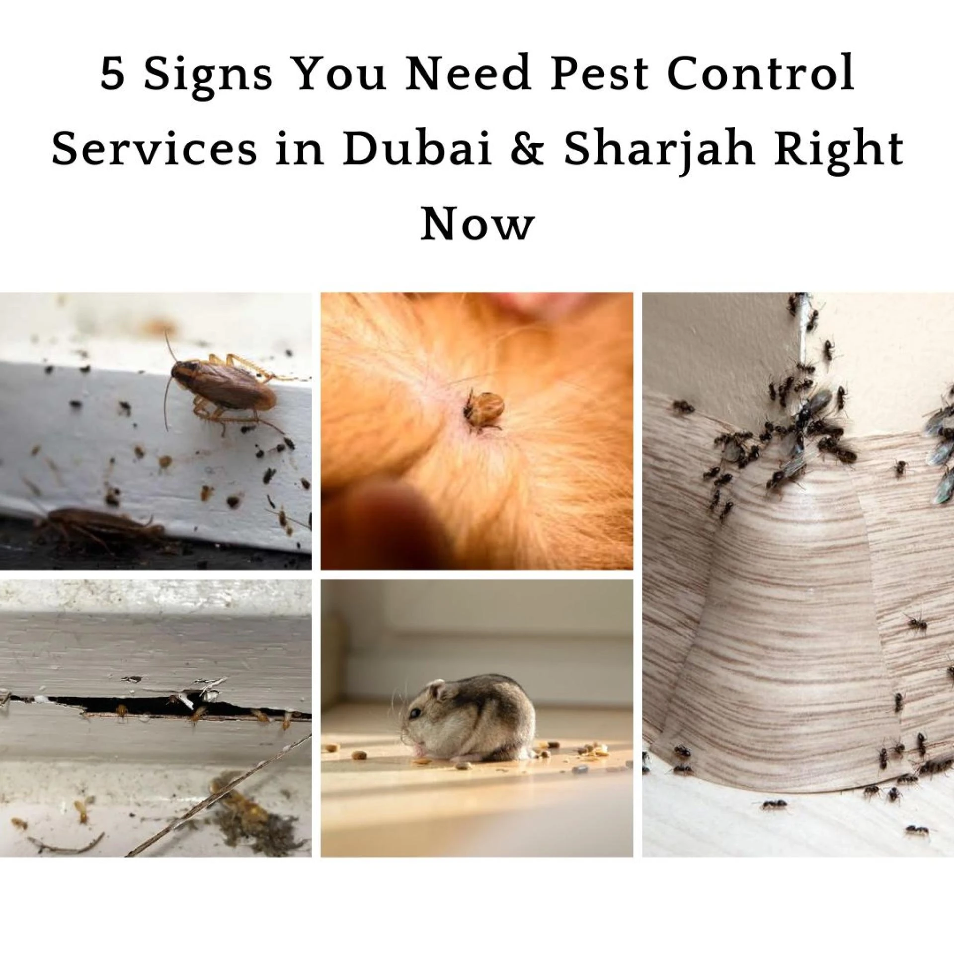 5 Signs You Need Pest Control Services in Dubai & Sharjah Right Now