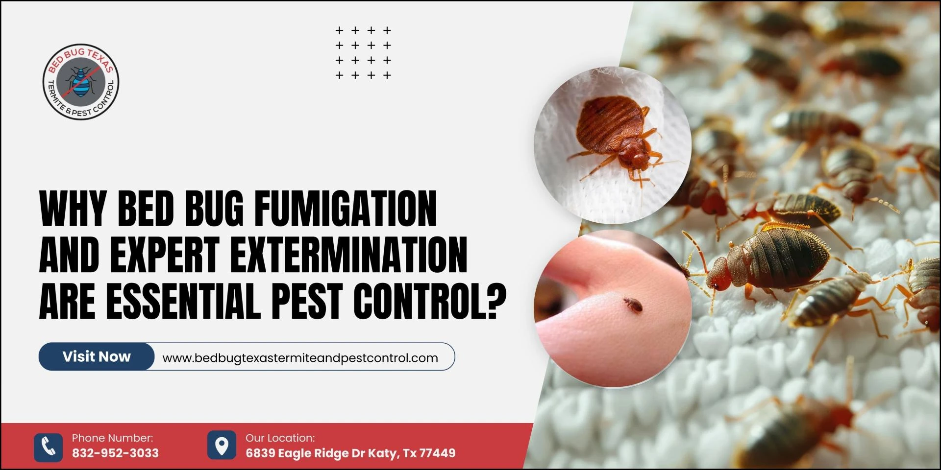 Why Bed Bug Fumigation & Expert Extermination Are Essential Pest Control?