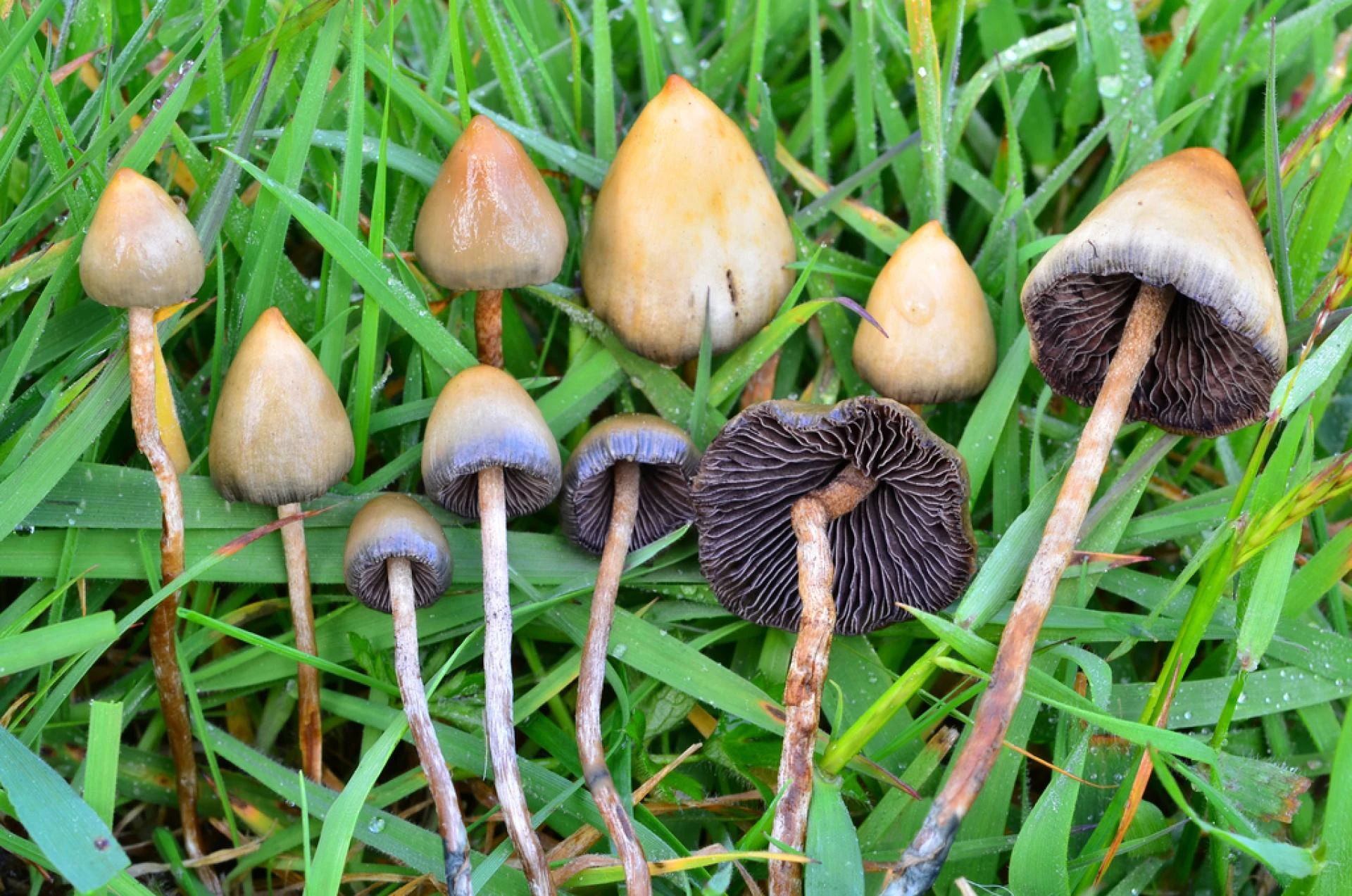 The Science Behind Psilocybin: How It Works in the Body