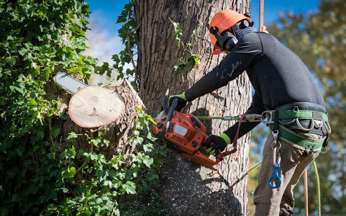 Why Stump Grinding is Essential After Tree Removal