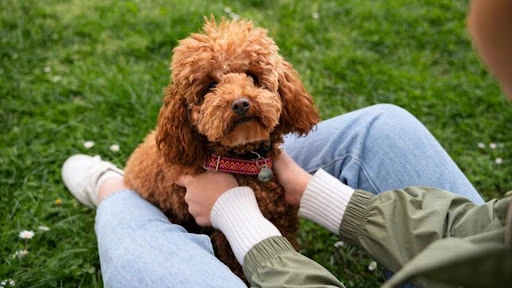 Why Cavoodles Are the Best Therapy Dogs