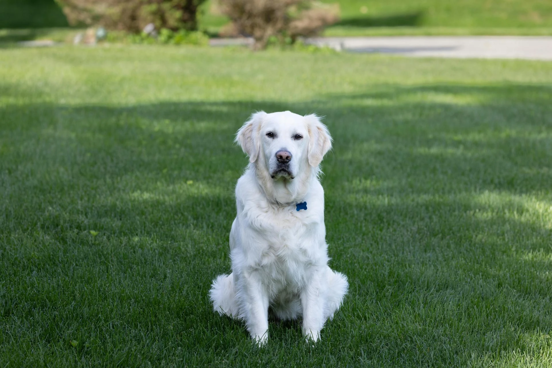Spring & Fall Yard Clean-Up in Calgary: Why Professional Care Makes a Difference