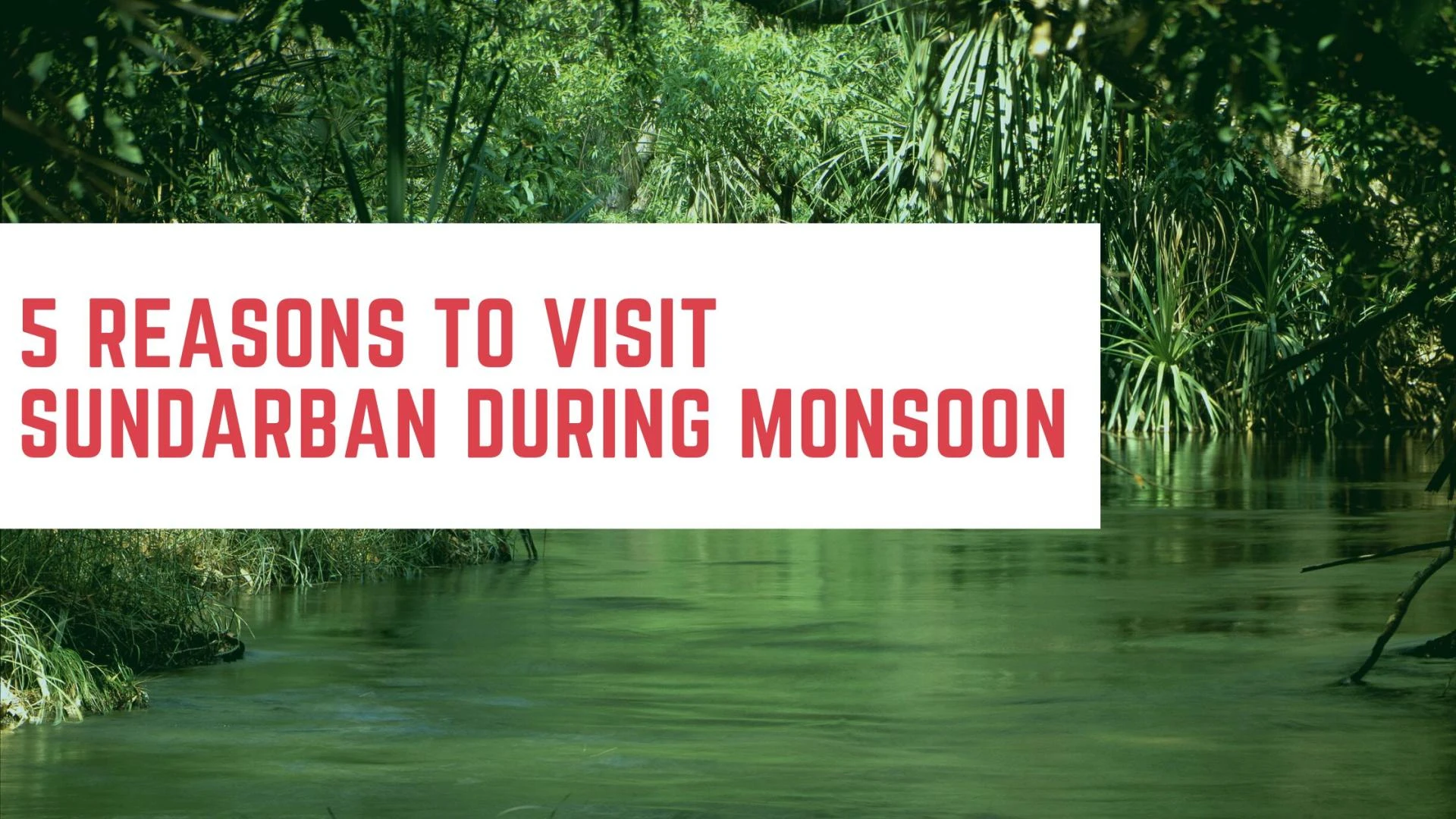 5 Reasons To Visit Sundarban During Monsoon