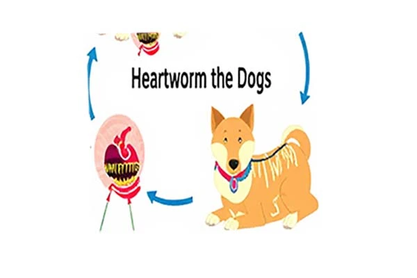 Heartworm in dogs and its treatment