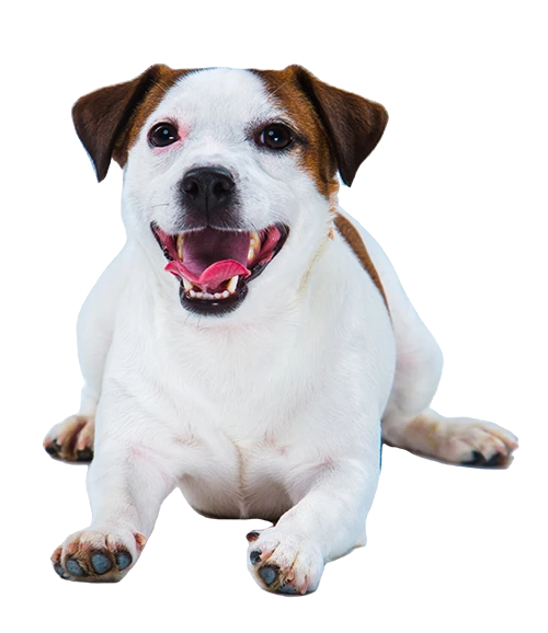Essential Grooming Tips for Keeping Your Dog Healthy and Happy