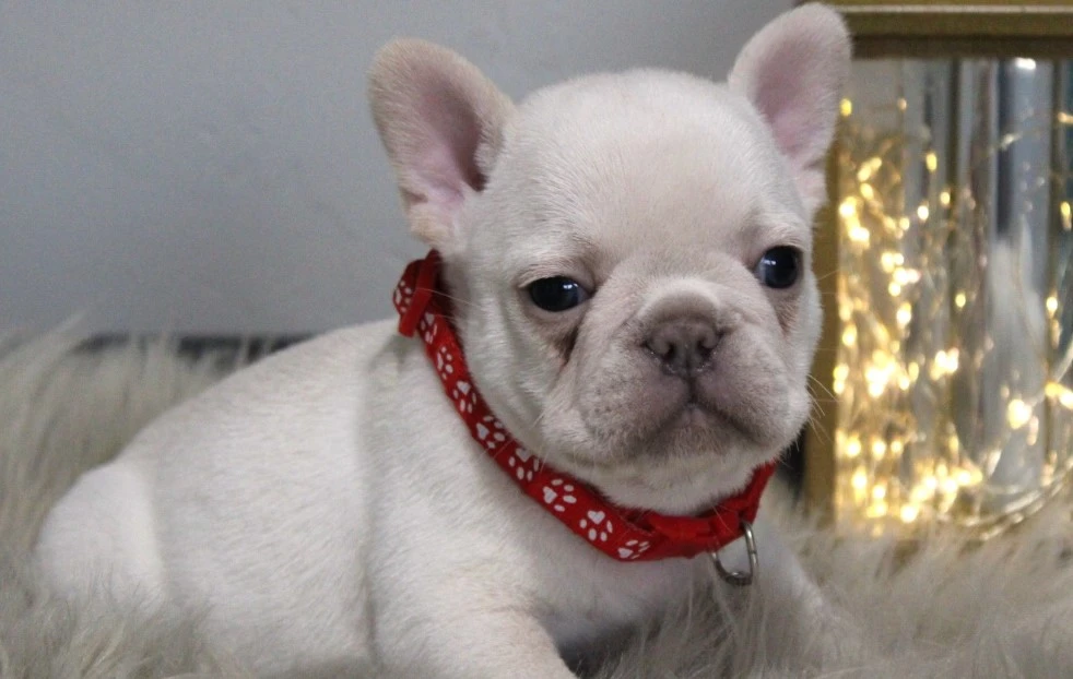 Best and Important Practices for Grooming Your French Bulldog Puppy