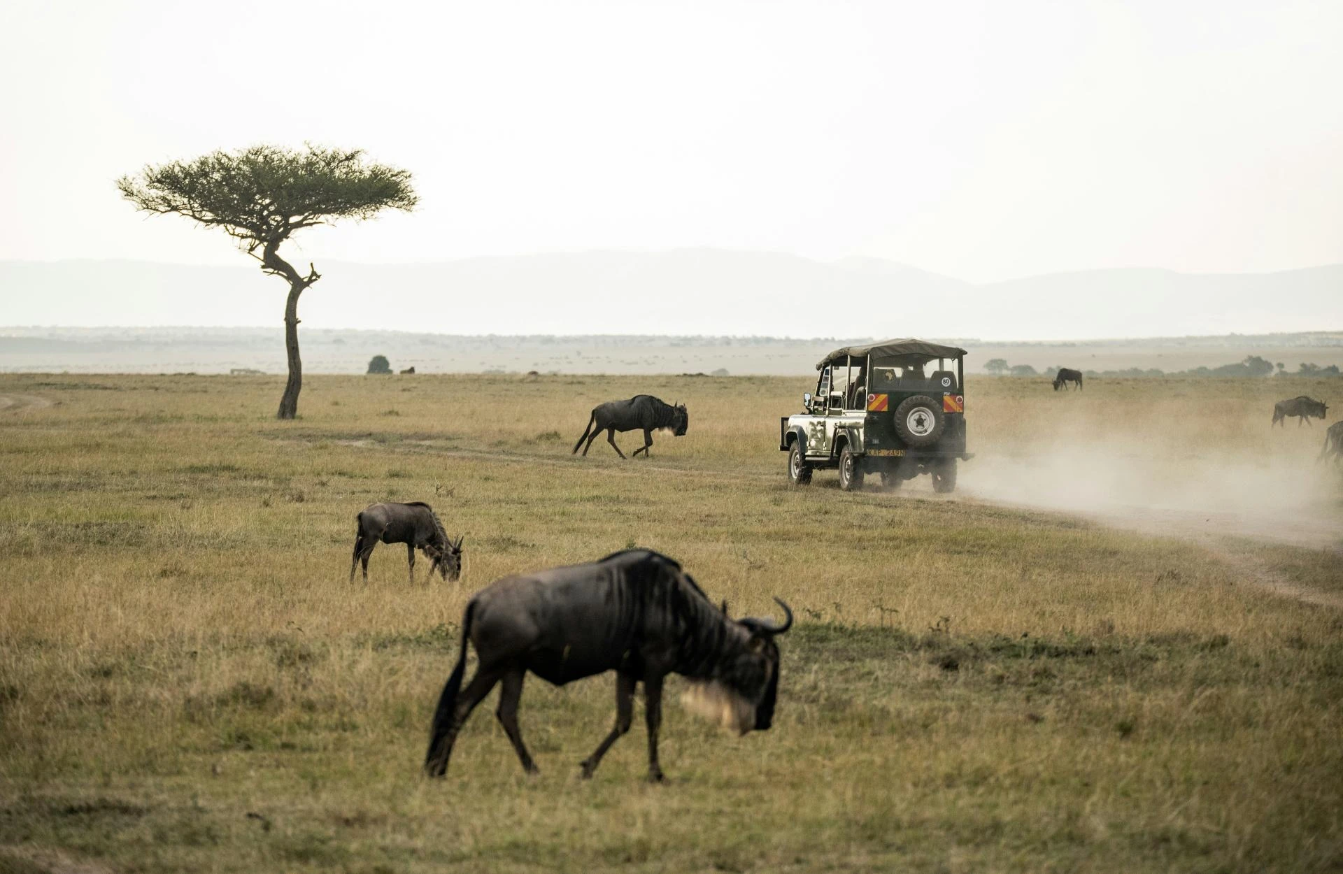 Your Guide to the Best Nairobi National Park Safari Experience