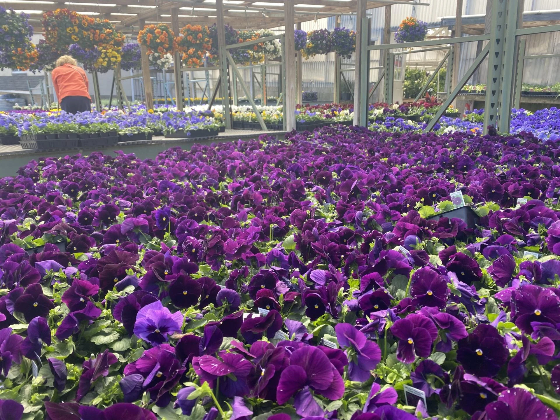 How Ardmore Gardens Flourish with the Right Plant Choices