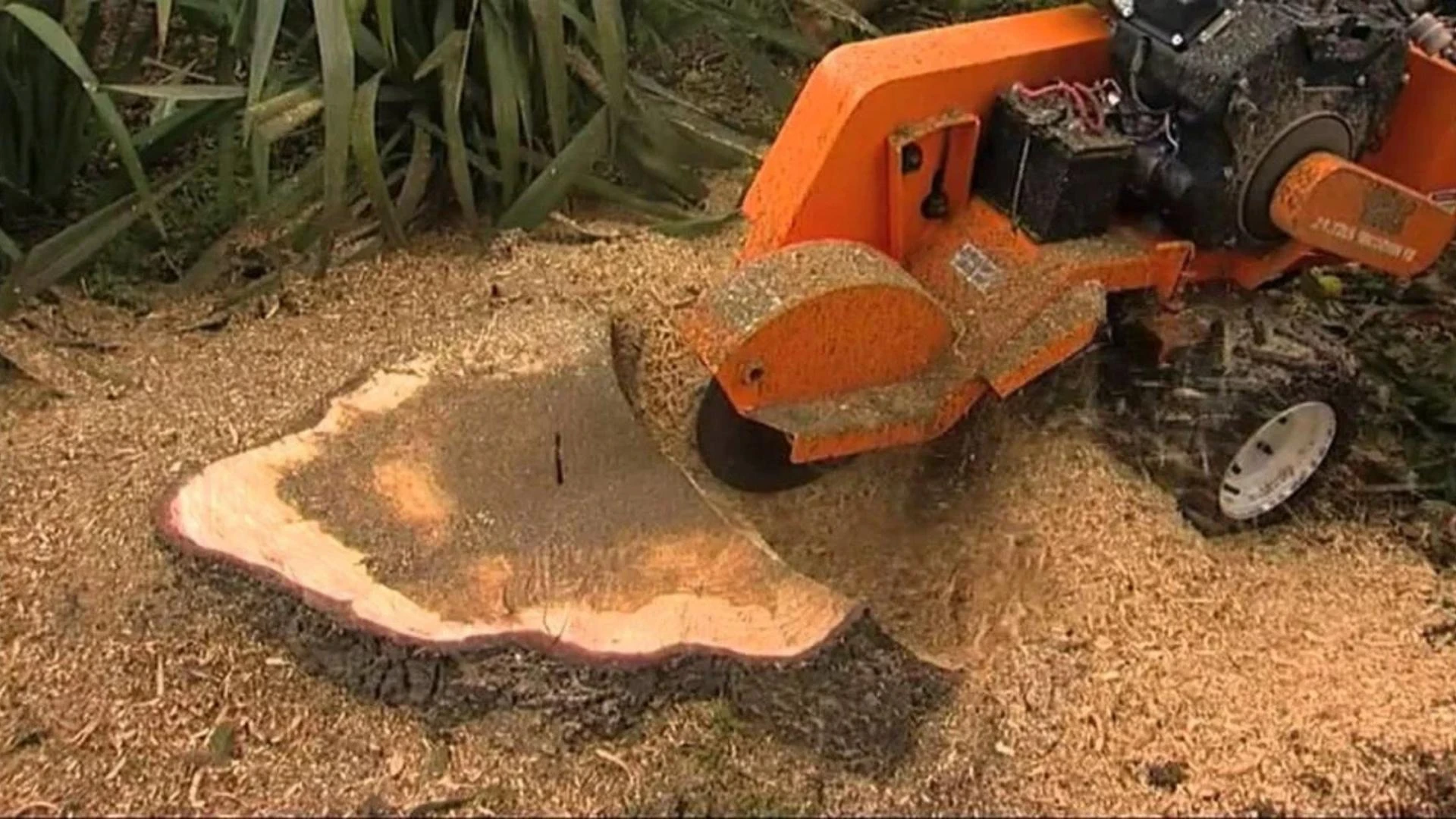   The Hidden Problems a Leftover Stump Can Cause