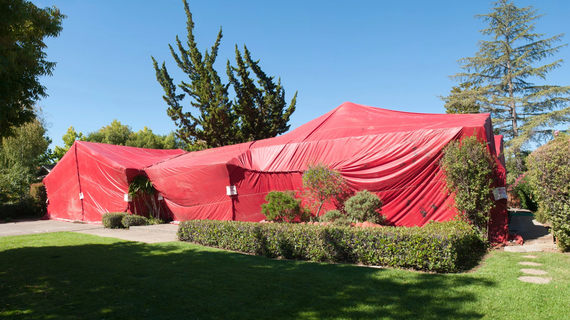 Battling Termites? Here’s What to Know About Tenting Services in Florida