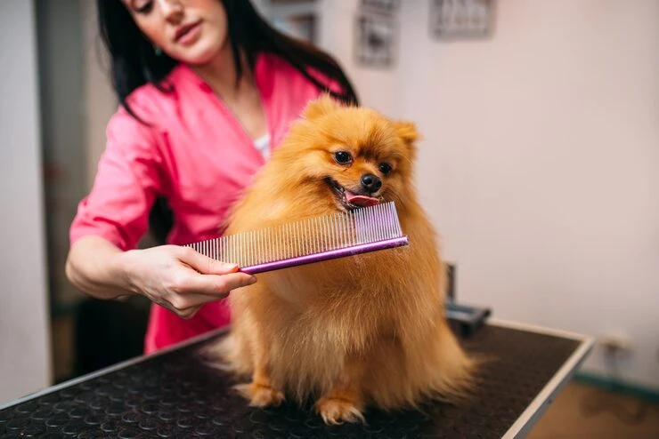 Grooming for Dogs Near by Houston: A Guide Every Pet Owner Needs