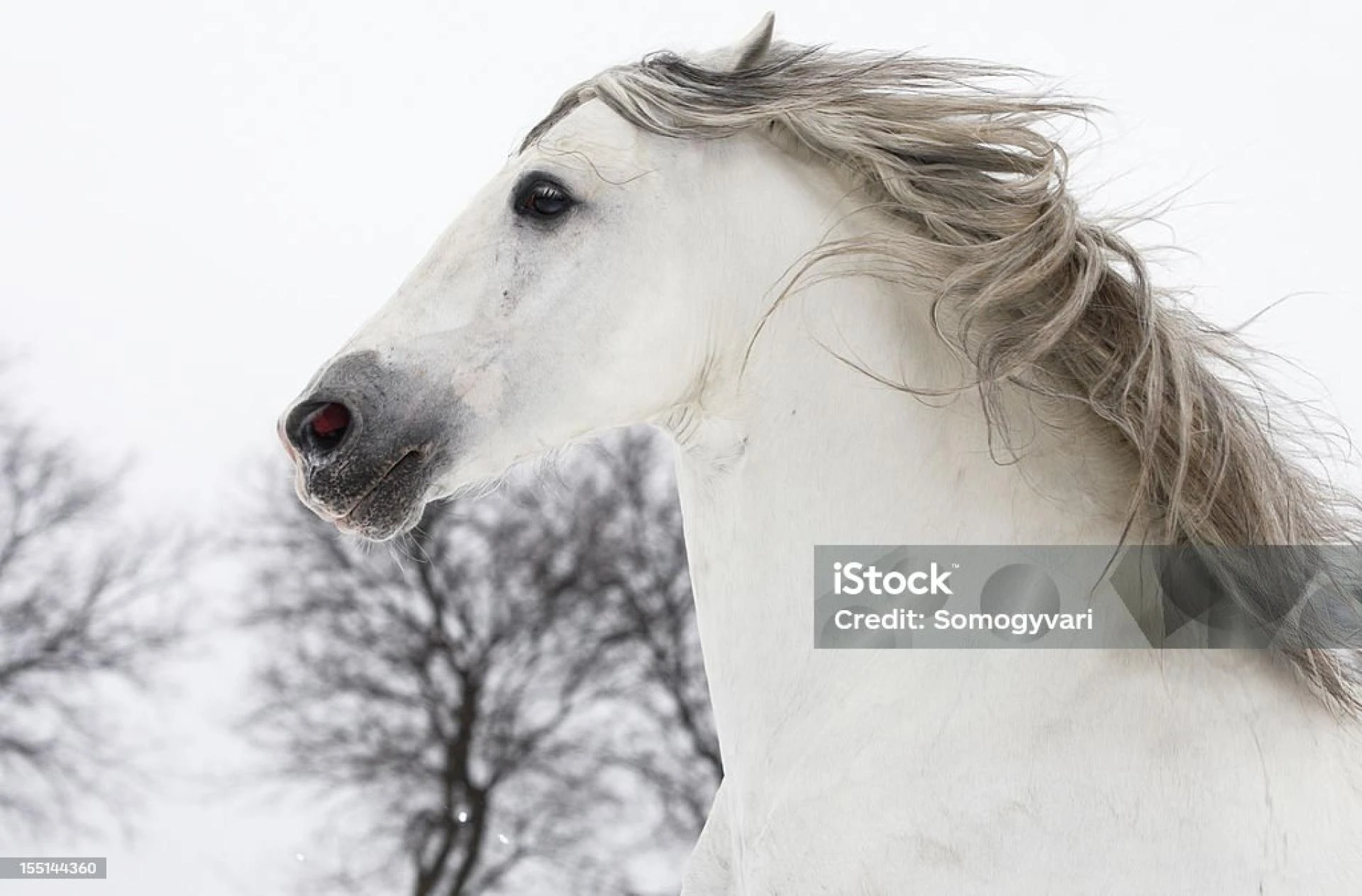 How Can Telecoaching with Horses Calm Your Nervous System? 