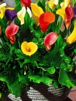 The Best Site to Buy Plants Online in India: Why Choose Plantshub