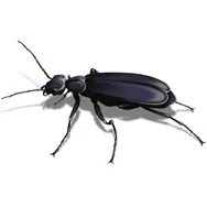 How Can Erdye's Pest Control, LLC Help You Eliminate Bed Bugs Effectively?