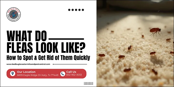 What Do Fleas Look Like? How to Spot & Get Rid of Them Quickly