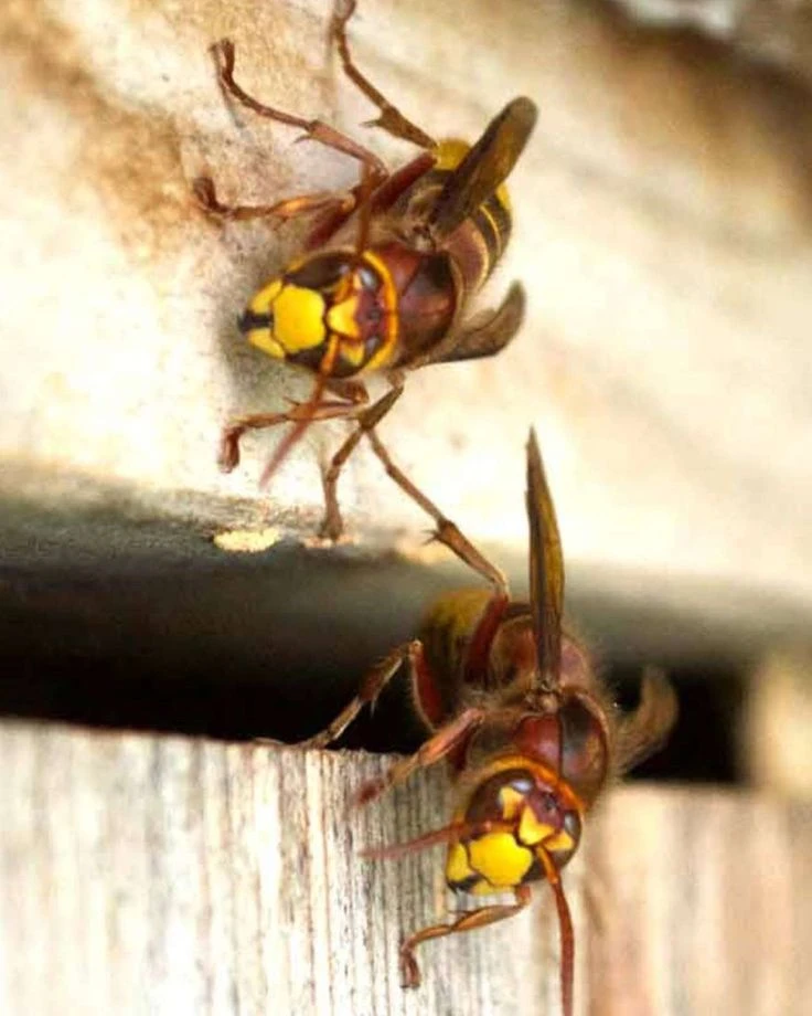 Trusted Pest Solutions in Whitchurch Stouffville Homes