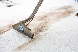 The Top Benefits of Hiring Experts for Carpet Cleaning in Ellenbrook