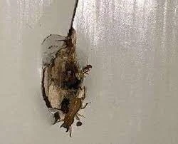 Wasp Wars: Conquer Nest Nightmares in Sydney with Top-tier Removal Strategies