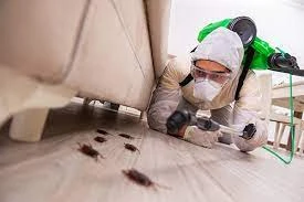 Common Household Pests in Perth and How to Keep Them at Bay: Insights from Experts