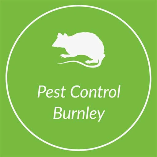 Local Experts Reveal their Secrets for a Pest-Free Home in Burnley