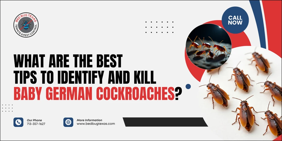 What Are the Best Tips to Identify and Kill Baby German Cockroaches?